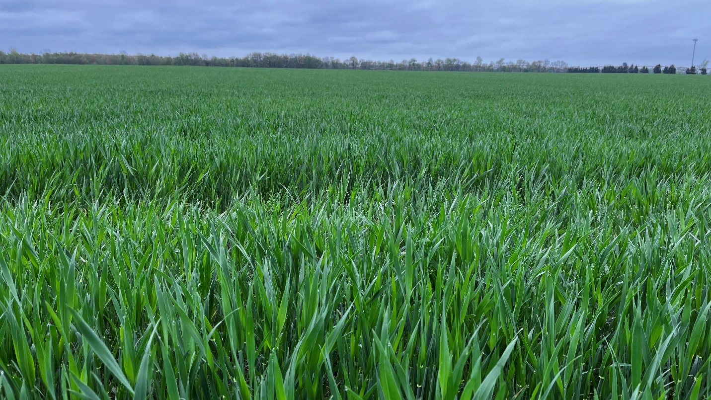 Wheat field